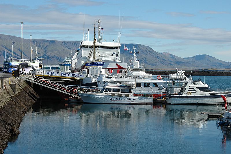 Auf Whale-Watching Tour