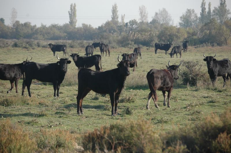 Wilde Stiere in der Camargue