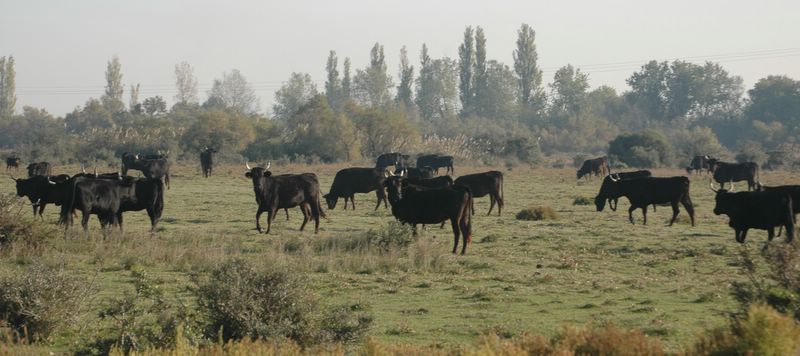 Wilde Stiere in der Camargue