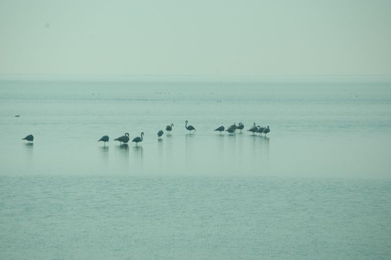 Flamingos in der Camargue