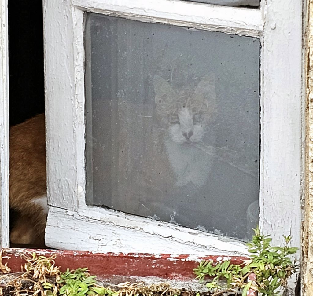 Eine Katze in der Zitadelle in Blaye