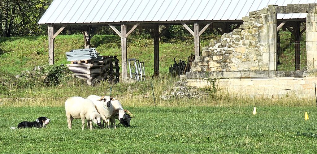 Hunde-Training im Fort Médoc