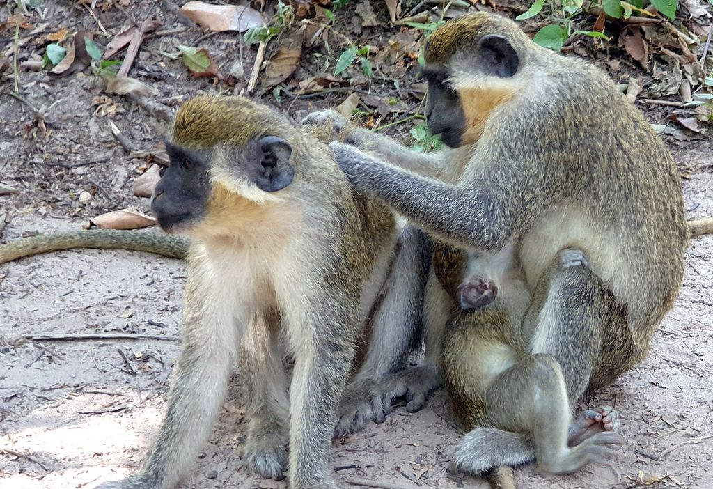 Affen-Putzen im Bijilo Nationalpark