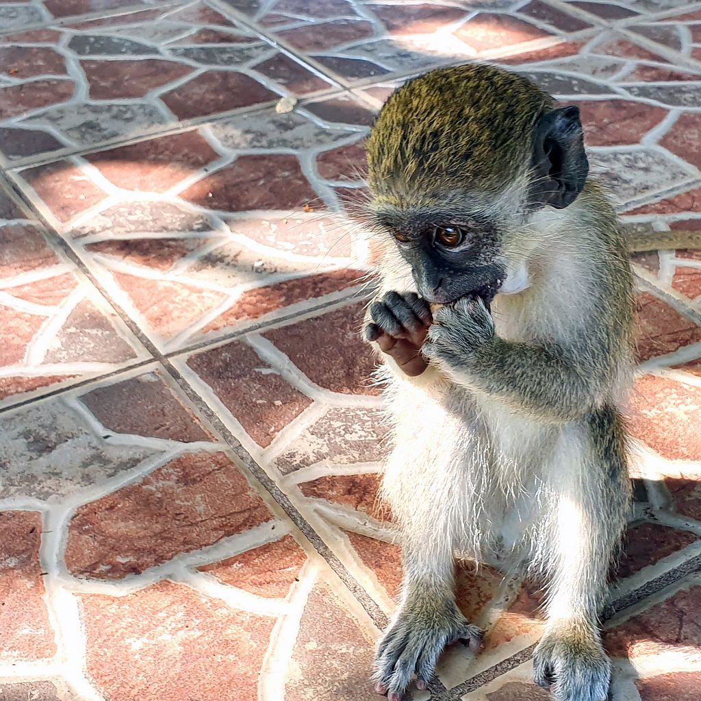 Ein hungriger Affe im Kairaba Beach Hotel