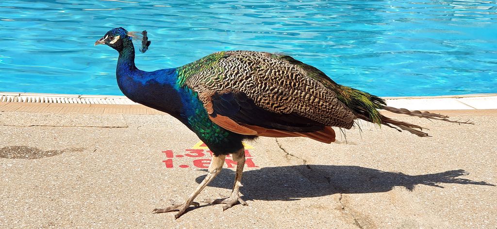 Ein Besucher am Pool vom vom Kairaba Beach Hotel