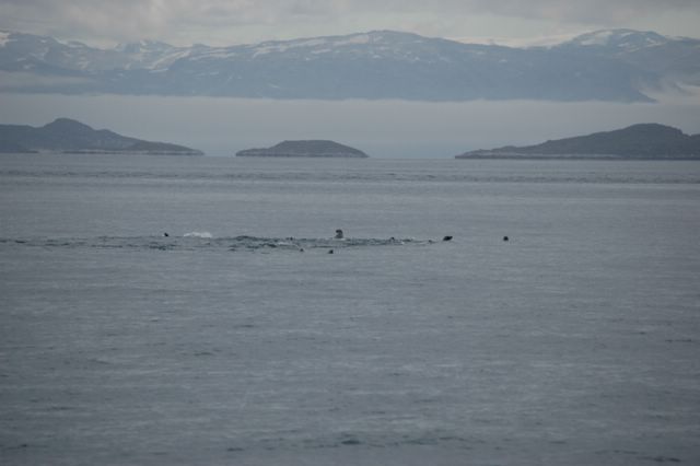 Roben im Fjord