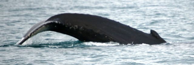 Free Willy!