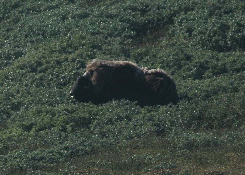 Moschus Ochse, Kangerlussuaq, Mittags gesehen, abends gegessen :-)