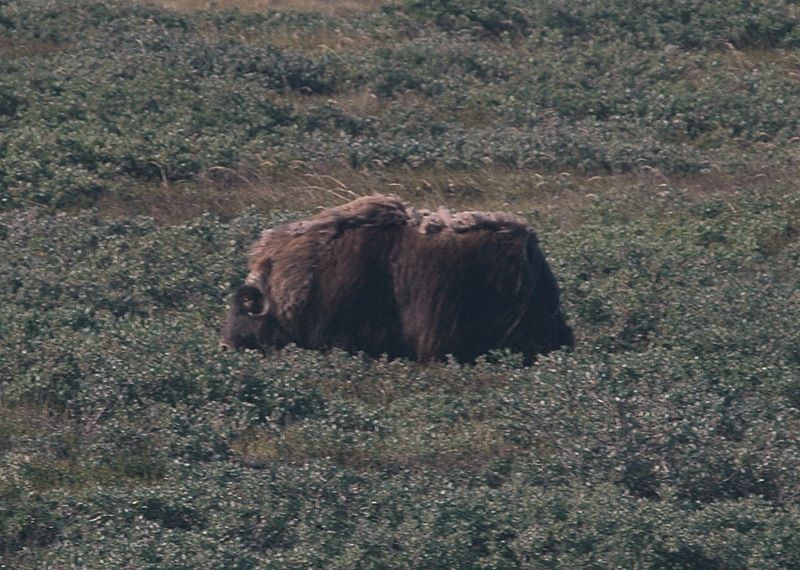 Moschus Ochse, Kangerlussuaq, Mittags gesehen, abends gegessen :-)