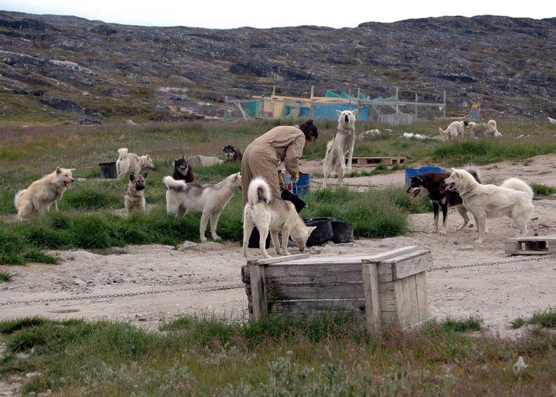 Fütterung der Schlittenhunde