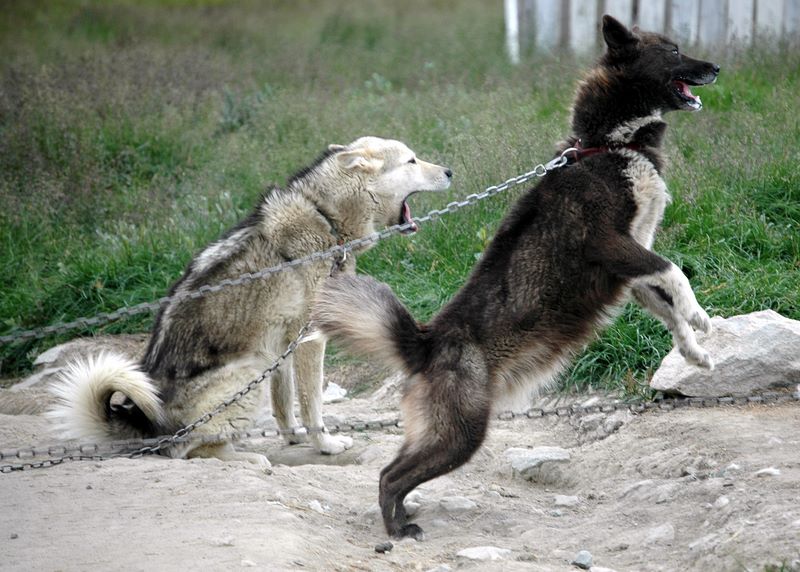 Hungrige Schlittenhunde