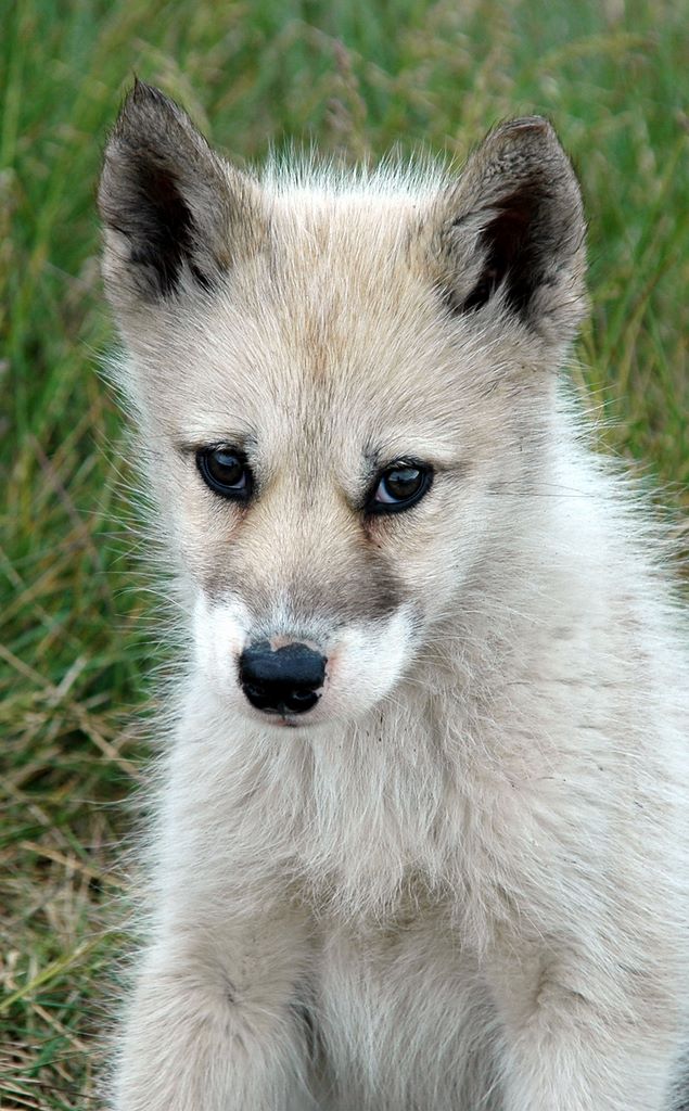 Ein süßer Grönland Hund