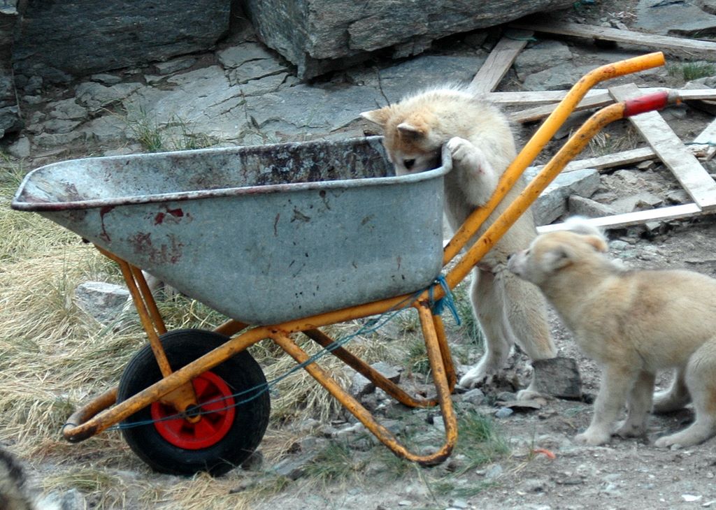 Hundi mit Hunger