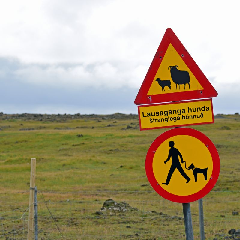 Warnung vor den Schafen