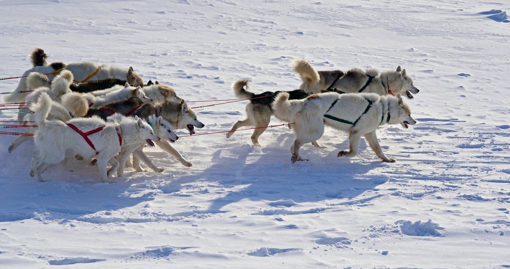 Hundeschlitten-Fahrt in Ilulissat