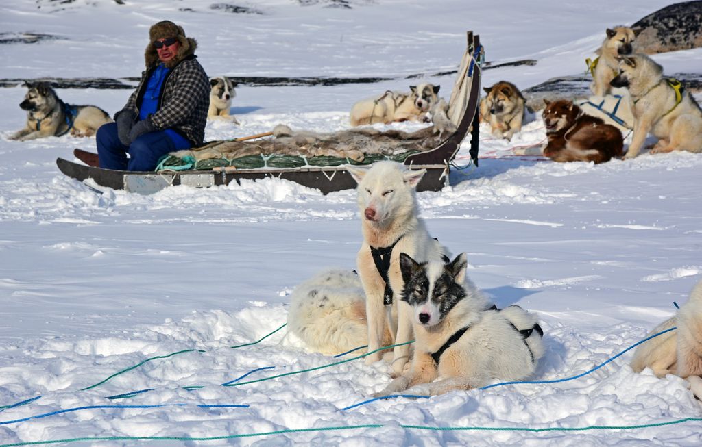 Hundeschlitten-Fahrt in Ilulissat