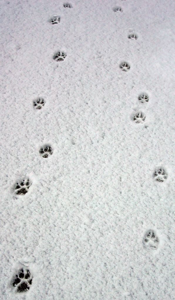 Hundespuren in Ilulissat