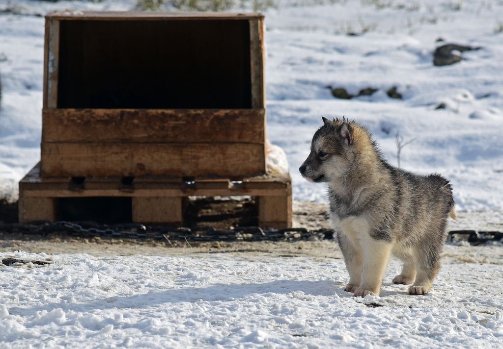 Ein Welpe / Ilulissat