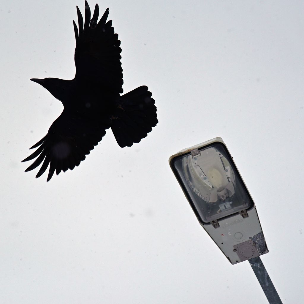 Ein Vogel auf dem Weg zum Icefjord, Ilulissat