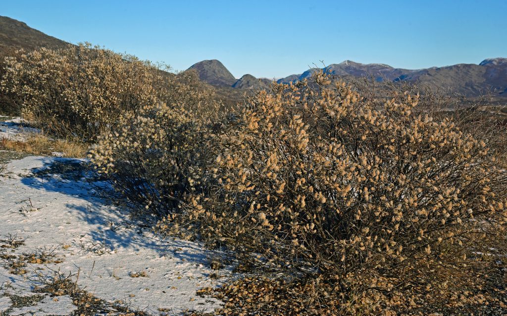 In der Nähe vom Flughafen Kangerlussuaq