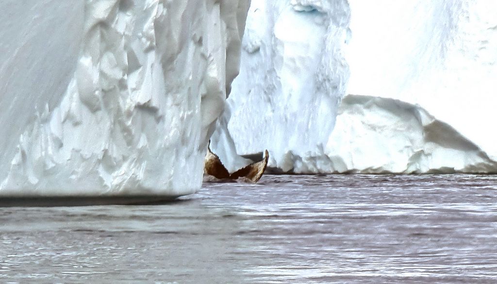 Ein Buckelwal im Ilulissat-Icefjord