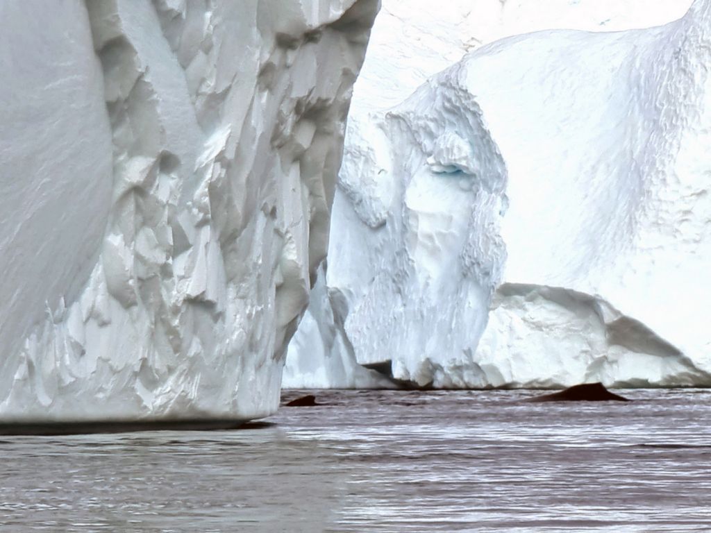 Buckelwale im Ilulissat-Icefjord
