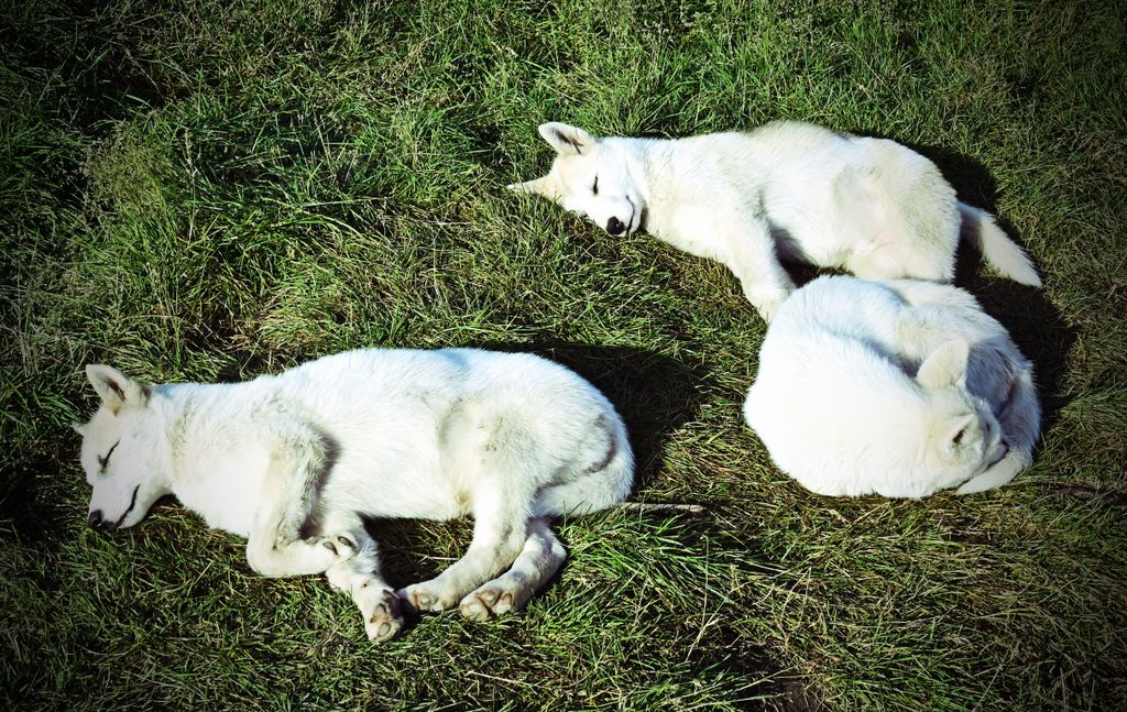 Schlafende Hunde im Dog Town in Sisimiut