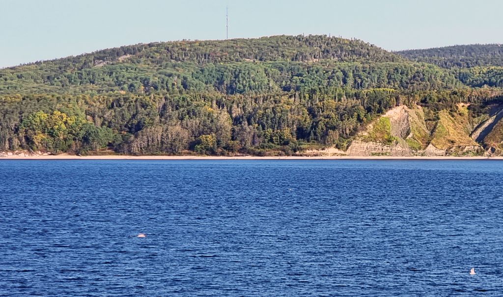 Beluga-Wal nahe Tadoussac