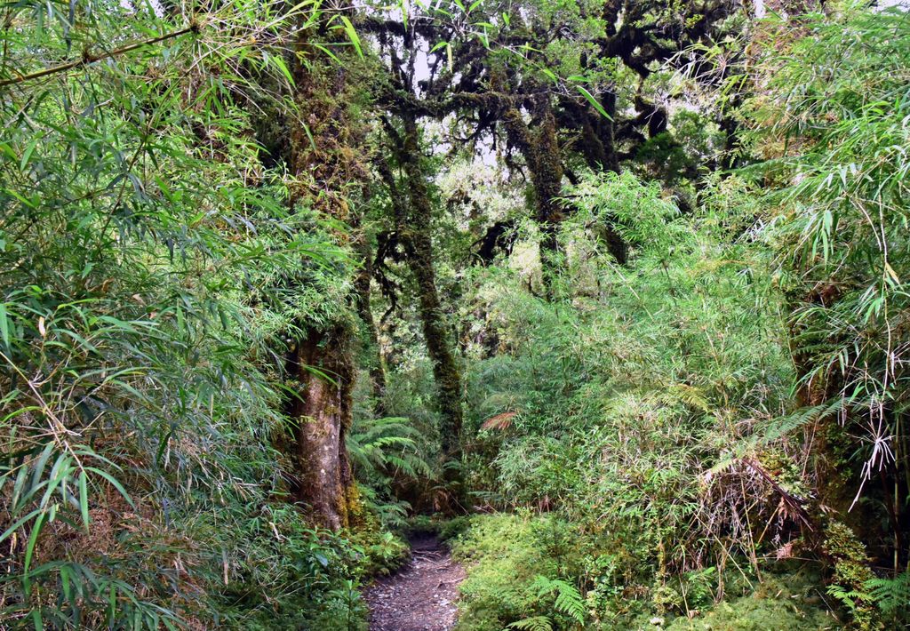 Ein Wanderpfad im Pumalin Douglas Tompkins National Park