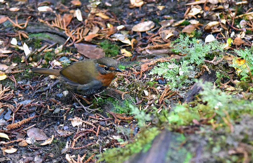 Ein Chucao im Pumalin Douglas Tompkins National Park