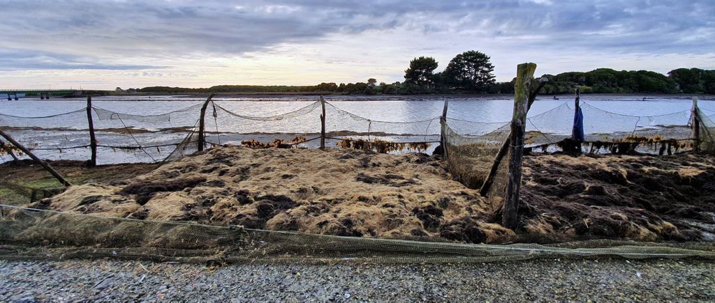 Algen-Ernte in Chiloé