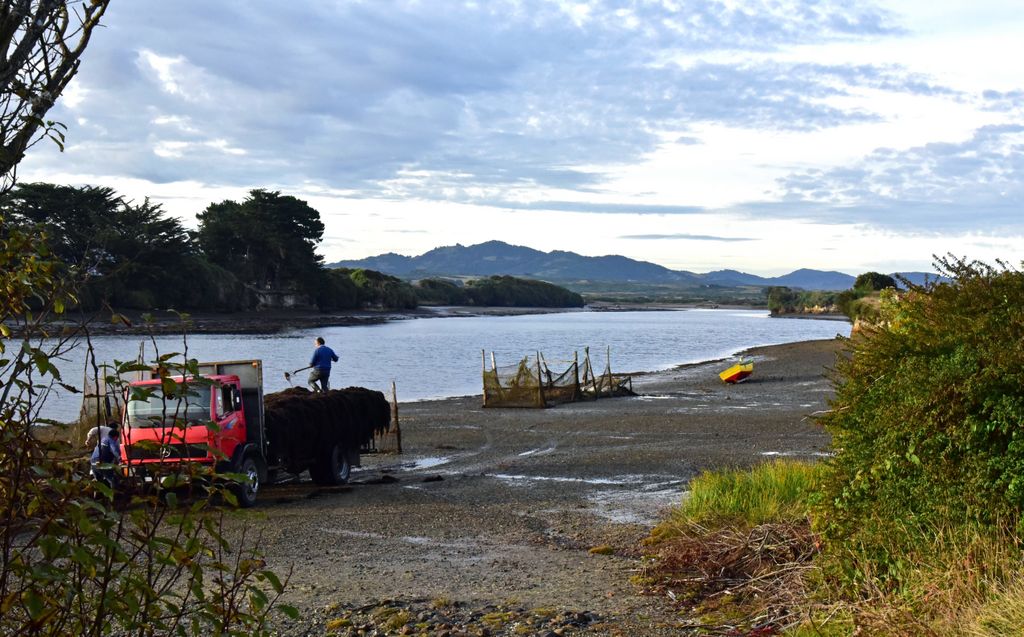 Algen-Ernte in Chiloé