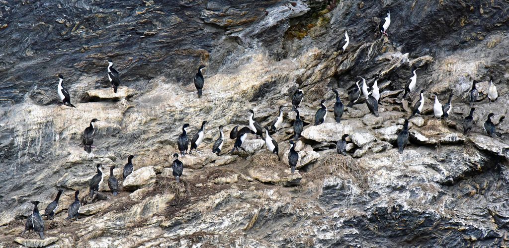 Kormorane im Garabaldi Gletscher