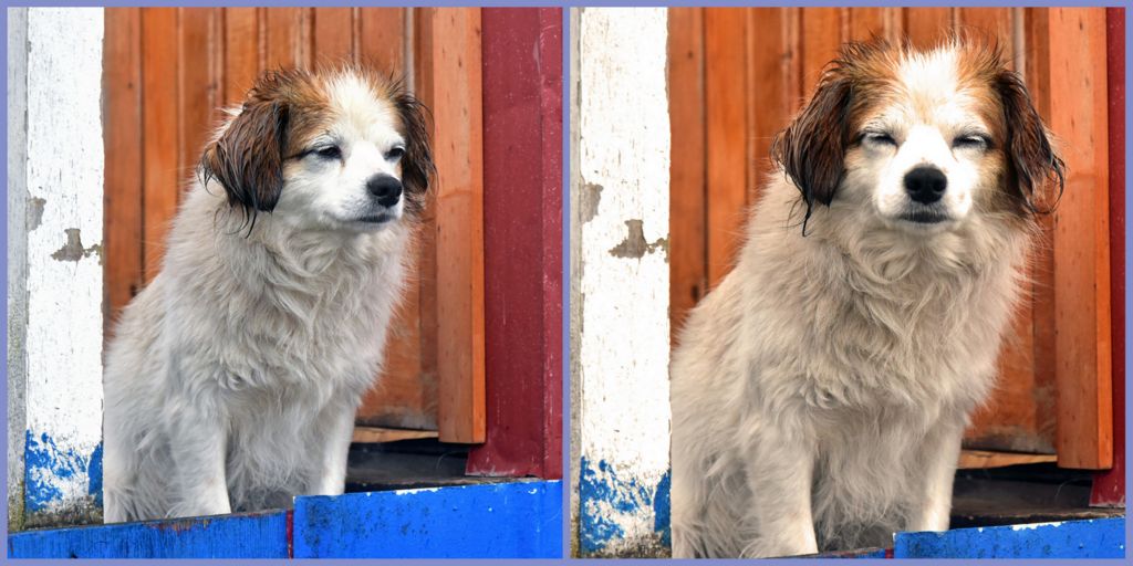 Ein Hundi in Puerto Edén