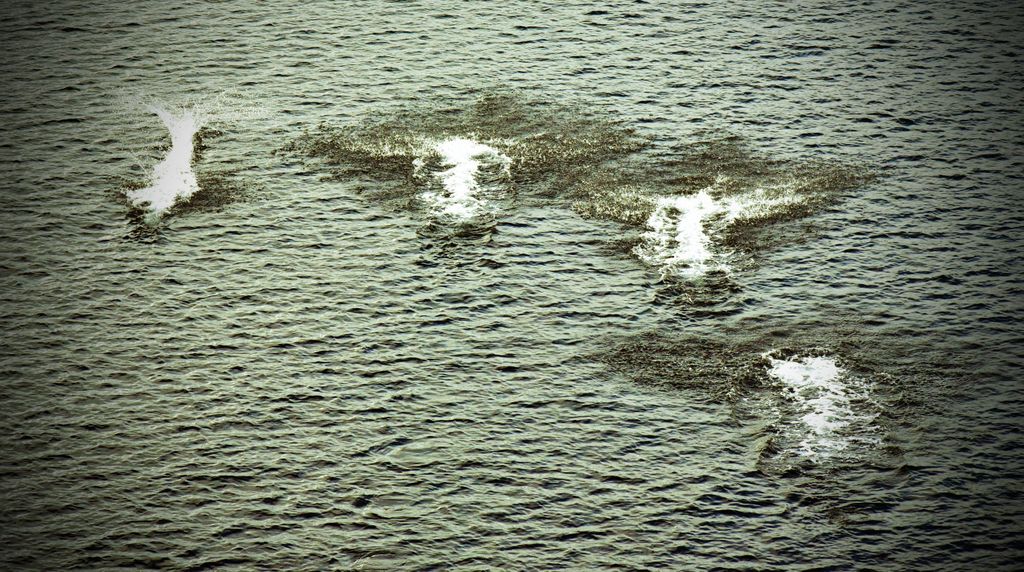 Delfine unter dem Wasser in den Fjorden von Chile