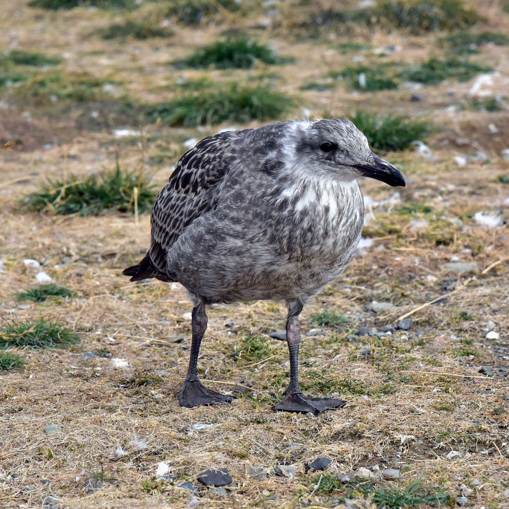 Kein Pinguin auf der Insel Magdalena