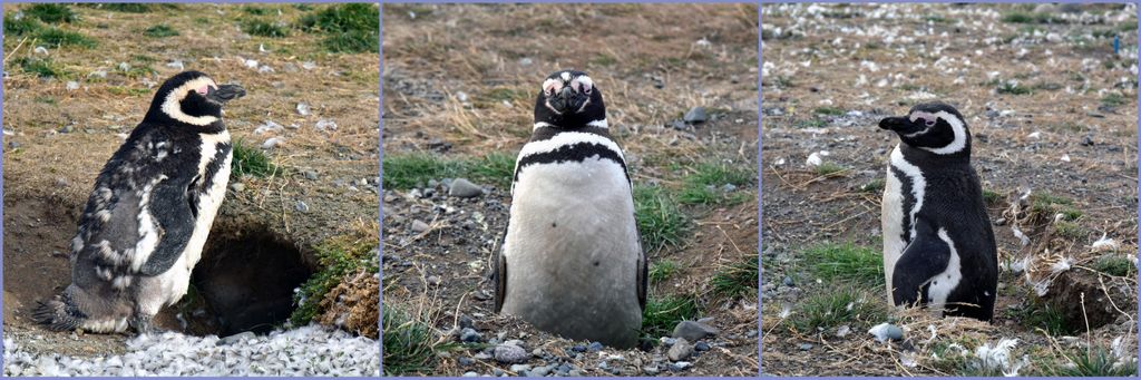 Pinguine auf der Insel Magdalena