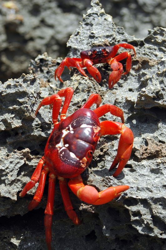 Zwei rote Christmas Island Crabs