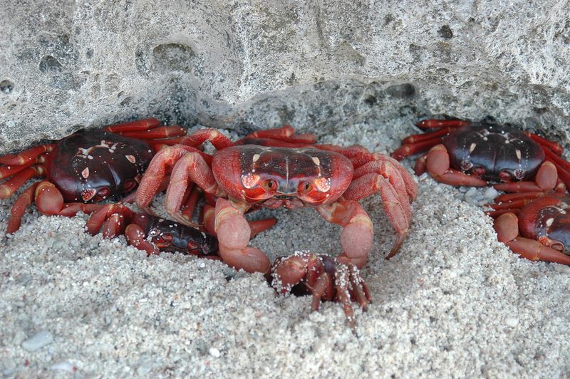 Viele rote Christmas Island Crabs
