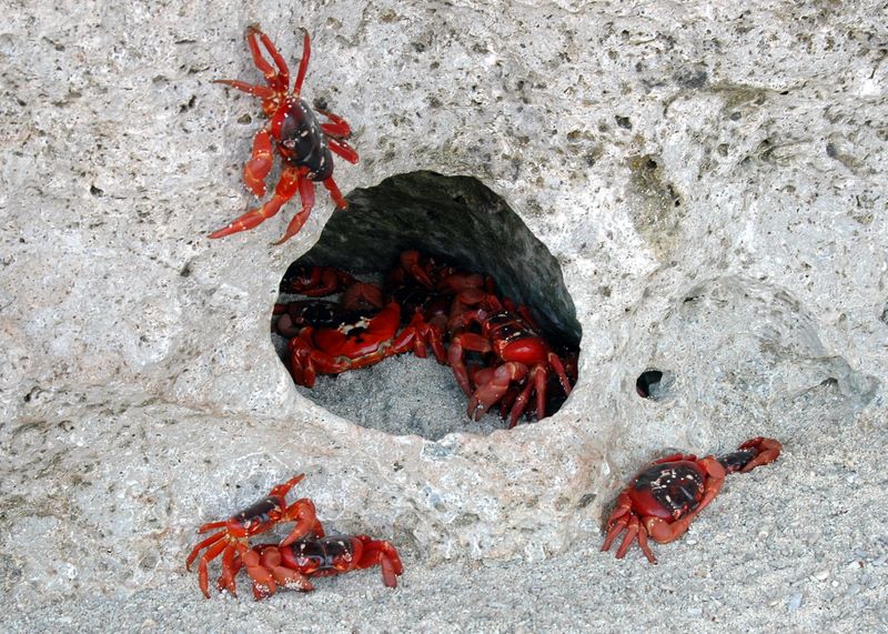 Viele rote Christmas Island Crabs