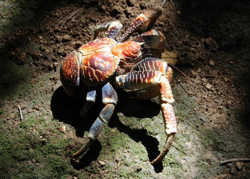 Eine Robber Crab