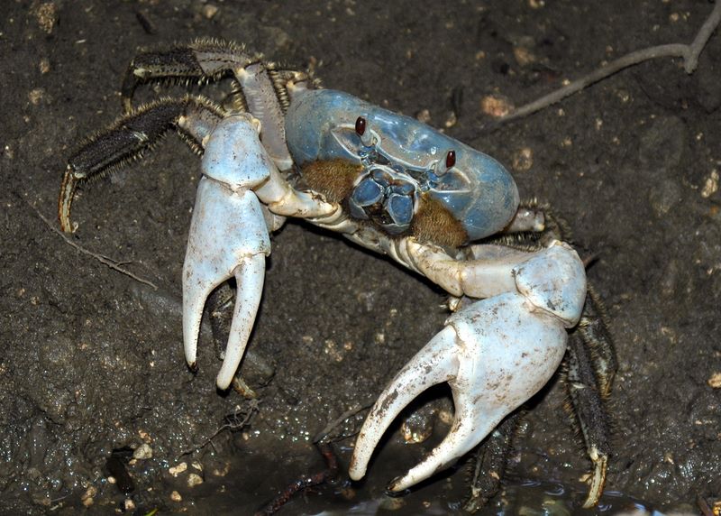 Blue Christmas Island Crabs