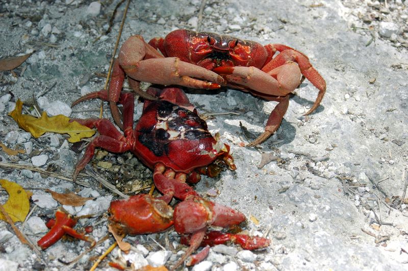 Eine rote Christmas Island Crab (Kannibale) hat Hunger