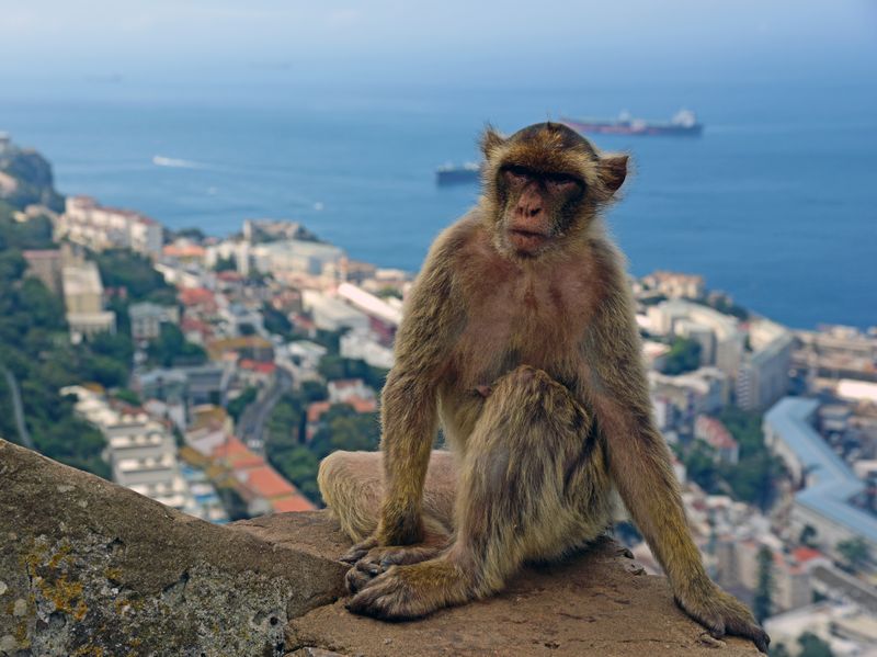 Ein Affe in Gibraltar