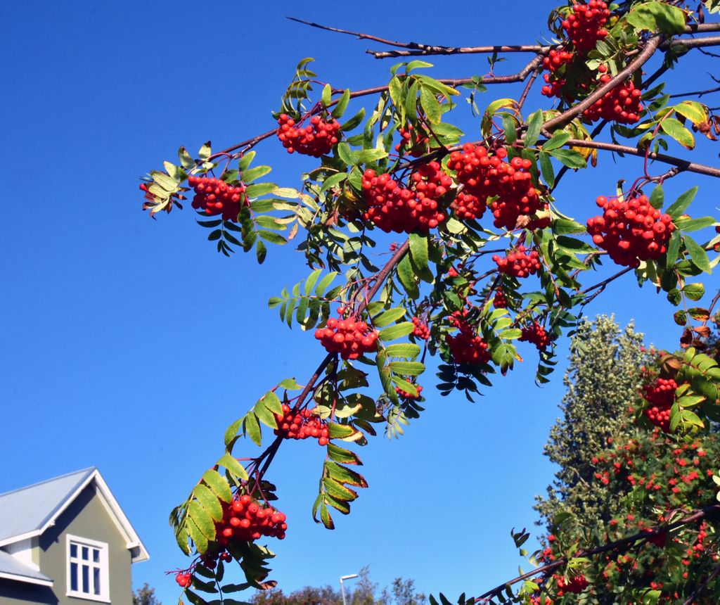 Preiselbeeren in Akureyri