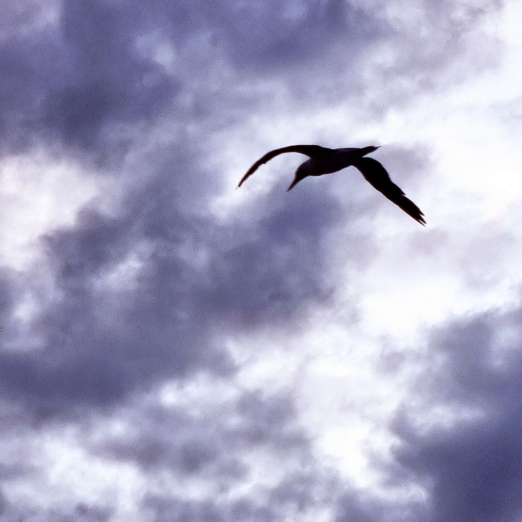 Vögel zählen auf der MS HANSEATIC nature