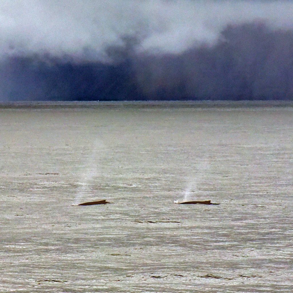 Buckelwale in den Westfjorden von Island