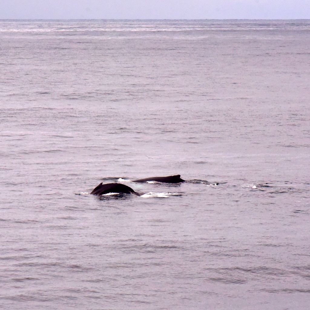 Buckelwale in den Westfjorden von Island