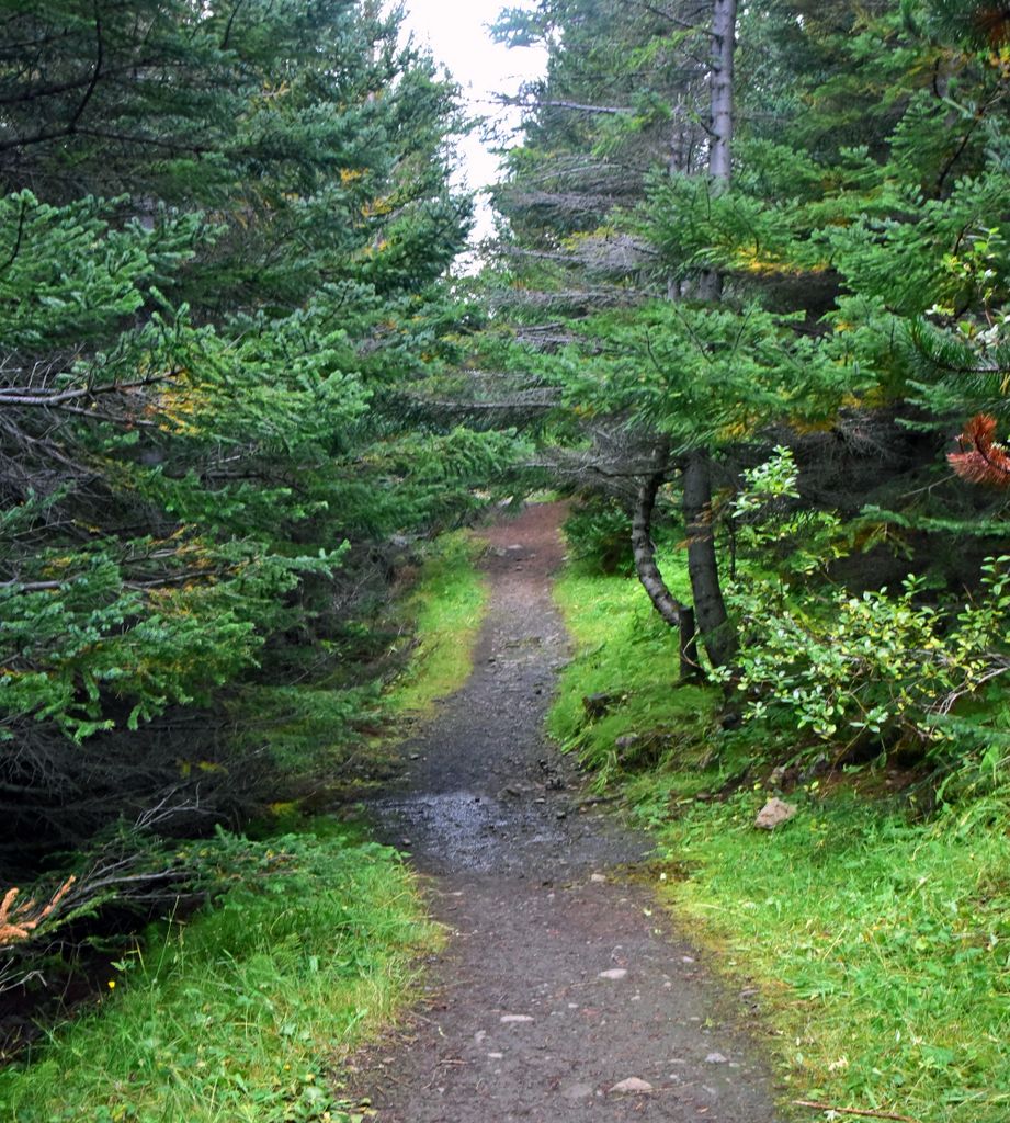 Ein Wald in Ísafjörður