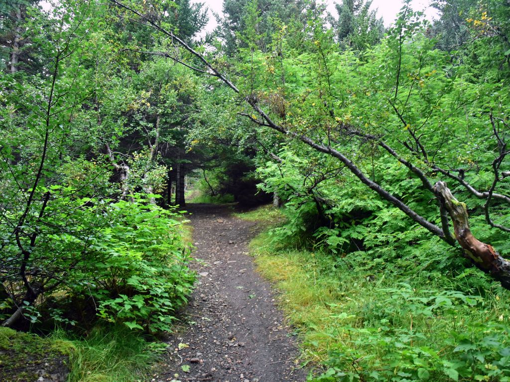 Ein Wald in Ísafjörður